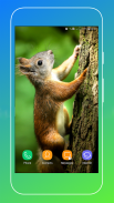 Squirrel Wallpaper screenshot 8