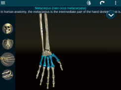 Osseous System in 3D (Anatomy) screenshot 19