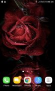 Magical Roses Live Wallpaper screenshot 1