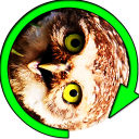 Owl Spinner Prank Icon