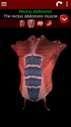 Muscular System 3D (anatomy) screenshot 2