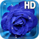 Blue Rose Drops LWP Icon