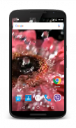 Raindrops on Flower Wallpaper screenshot 2