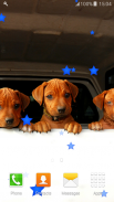 Cute Puppies Live Wallpapers screenshot 5