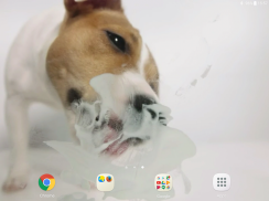 Dog Licks Screen Video LWP screenshot 8