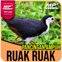 Suara Pemikat Ruak Ruak Ampuh