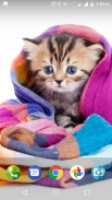 Cute Cat Wallpapers Hd screenshot 4