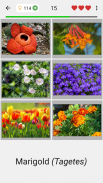 Flowers - Botanical Quiz about Beautiful Plants screenshot 3