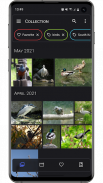Aves معرض الصور screenshot 4