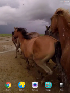 Wilde Pferde Live-Hintergründe screenshot 10