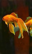 Aquarium Gold Fishes LWP screenshot 0