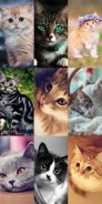 Cute Cat Wallpapers screenshot 9