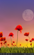 Poppy Field Lite screenshot 7