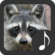 Raccoon Sounds screenshot 2