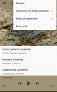 Canto Codorniz screenshot 2