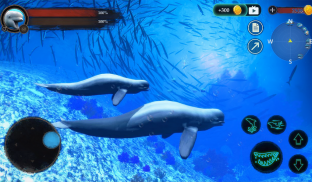 The Beluga Whale screenshot 4