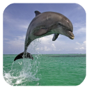 Dolphin 3d. Video Wallpaper