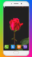 Red Rose Wallpaper screenshot 0