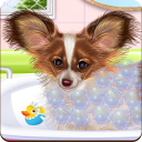 Papillon Puppy Care