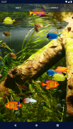 Aquarium Fish Live Wallpaper screenshot 4
