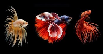 Betta Fish Wallpapers screenshot 6