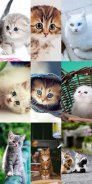 Cute Cat Wallpapers screenshot 1