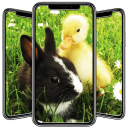 Duck Wallpaper