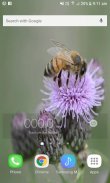 Bee On Flower LWP screenshot 0