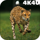 4K Cheetah Sprint Live Wallpaper Icon