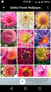 Dahlia Flower Wallpaper Hd screenshot 2