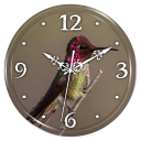 Hummingbird Clock Live WP