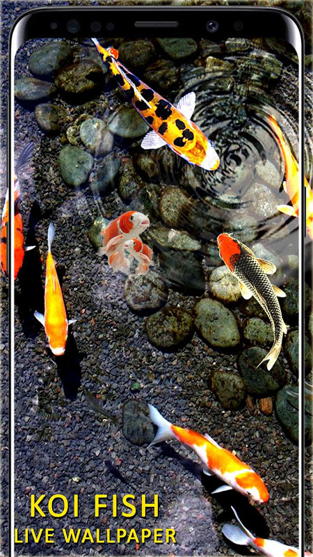 4k koi Fish Live Wallpapers 3D - Apps on Google Play