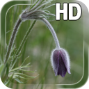 Flower Bud LWP Icon