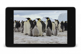 Pinguine Live-Hintergründe screenshot 10