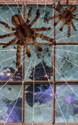 Spider, live wallpaper screenshot 3