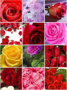 Rose Wallpapers screenshot 3