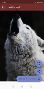 White (Polar) Wolf Wallpapers screenshot 4