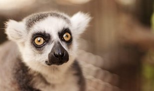 Lemur wallpapers screenshot 6