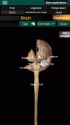 Internal Organs in 3D (Anatomy) screenshot 13