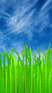 After The Rain Grass Wallpaper screenshot 1