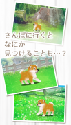 癒しの子犬育成ゲーム〜柴犬編〜 screenshot 13