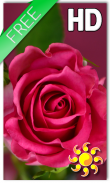 Rose Love Live Wallpaper screenshot 0