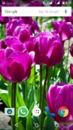 Tulips Flowers Wallpapers HD screenshot 5