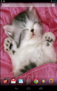 Sleeping Kitty 3D Wallpaper screenshot 0