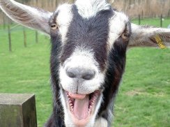 Goat wallpaper screenshot 4
