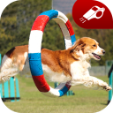 Puppy Training: Perfect Dog Trainer, Clicker App Icon