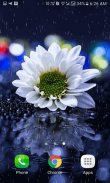 Rainy White Flower LWP screenshot 1