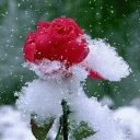 Snowy Red Rose LWP Icon