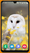 Owl HD Wallpaper screenshot 7