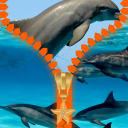 Dolphins Zipper Lock Screen